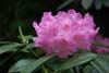 argyrophyllum v nankingense-3